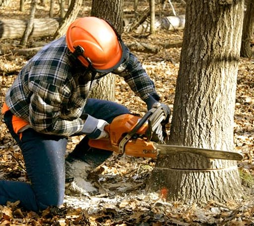 Tree Removal in Basye, VA